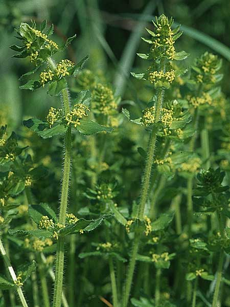 Cruciata laevipes \ Gewhnliches Kreuzlabkraut / Crosswort, D Mannheim 6.5.2006