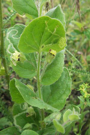 Kickxia spuria / Round-Leaved Fluellen, D Buchen 7.7.2007