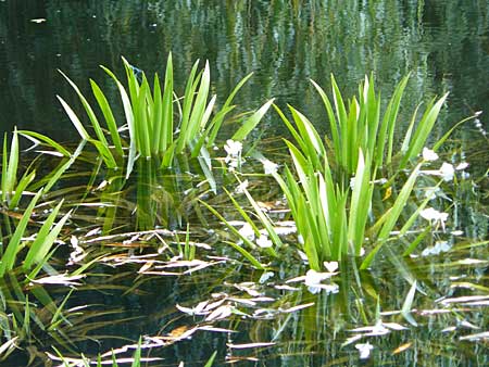 Stratiotes aloides \ Krebsschere, Wasser-Aloe, D Bruchsal 13.6.2009