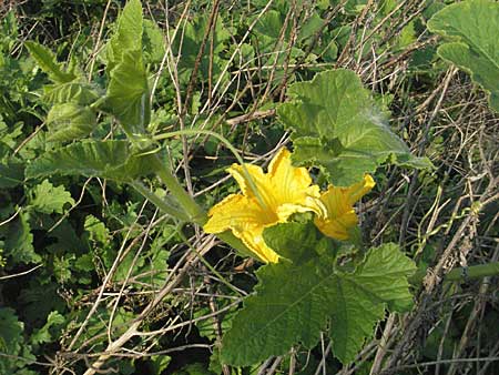 Cucurbita pepo / Marrow, D Lampertheim 15.10.2006