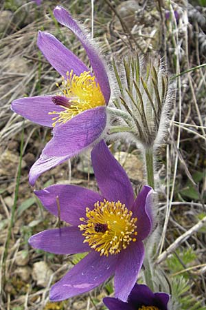 Pulsatilla vulgaris \ Kuhschelle, Khchenschelle, D Kallstadt 5.4.2009