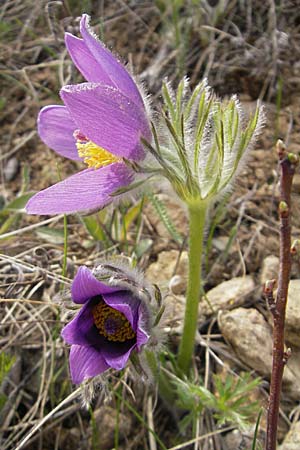 Pulsatilla vulgaris \ Kuhschelle, Khchenschelle, D Kallstadt 5.4.2009