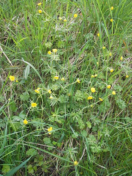 Ranunculus kunzii \ Kunz' Gold-Hahnenfu / Kunz' Goldilocks, D Maulburg 13.4.2011