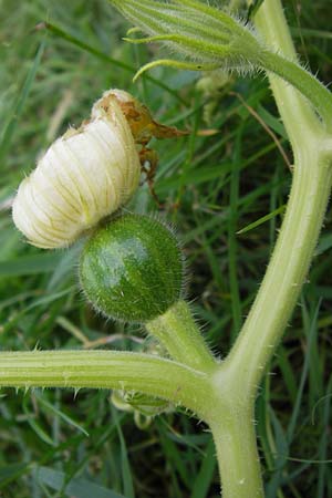 Cucurbita pepo \ Krbis, D Mannheim 9.9.2013