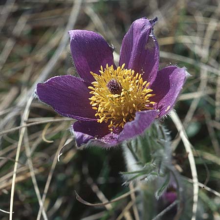 Pulsatilla vulgaris \ Kuhschelle, Khchenschelle / Common Pasque-Flower, D Bockenheim 3.4.2005