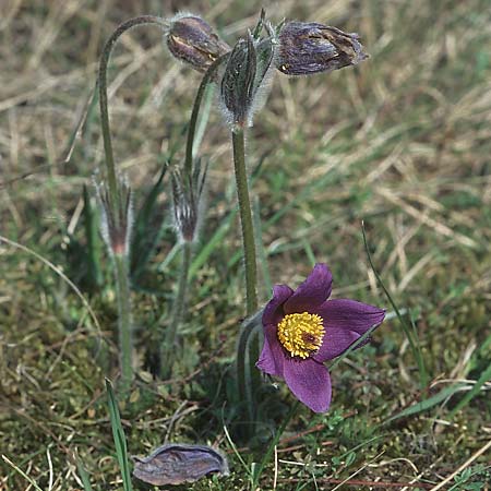 Pulsatilla vulgaris \ Kuhschelle, Khchenschelle, D Bockenheim 3.4.2005