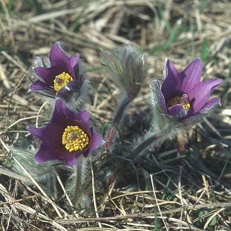 Pulsatilla vulgaris, Common Pasque-Flower