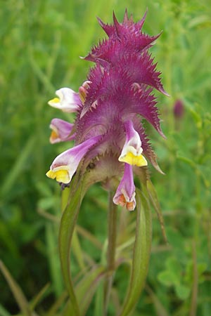 Melampyrum cristatum \ Kamm-Wachtelweizen / Crested Cow-Wheat, D Neuburg an der Donau 7.6.2012