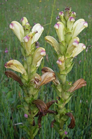 Pedicularis sceptrum-carolinum \ Karlszepter-Läusekraut, Moorkönig / Moor King, Lousewort, D Ettal 21.6.2011