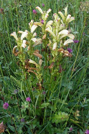 Pedicularis sceptrum-carolinum \ Karlszepter-Lusekraut, Moorknig, D Ettal 21.6.2011