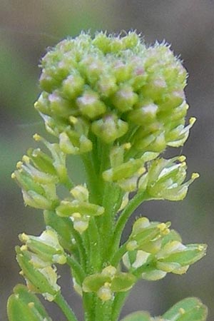 Lepidium densiflorum \ Dichtbltige Kresse / Common Pepperweed, D Heidelberg 21.6.2010