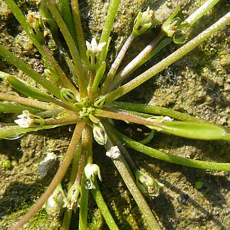 Limosella aquatica \ Schlammling, Wasser-Schlammkraut / Water Mudwort, D Karlsruhe 26.9.2009