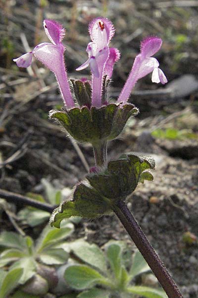 Lamium amplexicaule \ Stngelumfassende Taubnessel, D Mannheim 19.4.2006