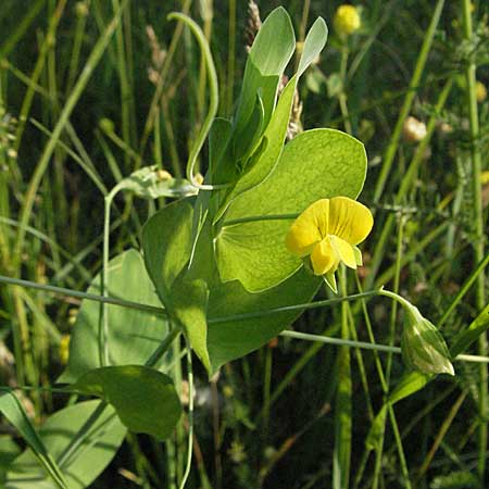 Lathyrus aphaca / Yellow Vetchling, D Bruchsal 14.6.2006