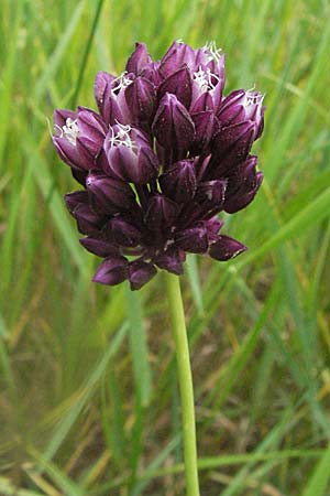 Allium scorodoprasum \ Schlangen-Lauch / Sand Leek, D Hemsbach 16.6.2006