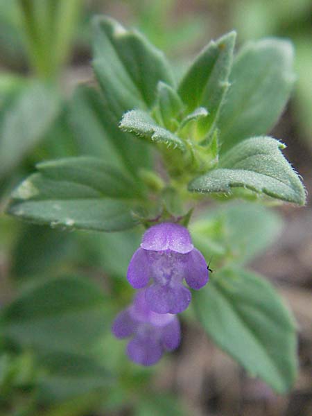 Clinopodium acinos \ Gemeiner Steinquendel, D Mannheim 7.7.2006