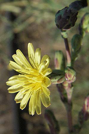 Lactuca serriola \ Kompass-Lattich, Wilder Lattich, D Mannheim 18.7.2006