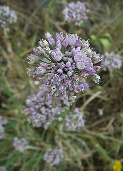 Allium angulosum \ Kanten-Lauch / Angle Onion, D Mannheim,  Friesenheimer Insel 28.7.2006