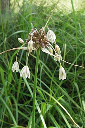 Allium oleraceum / Field Garlic, D Mörfelden 29.7.2006