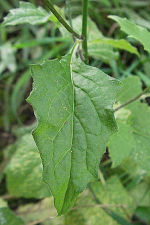 Lapsana communis subsp. communis \ Gemeiner Rainkohl / Nipplewort, D Heidelberg 4.10.2006