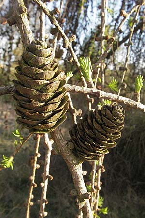 Larix decidua \ Europische Lrche / European Larch, D Neuleiningen 5.4.2007