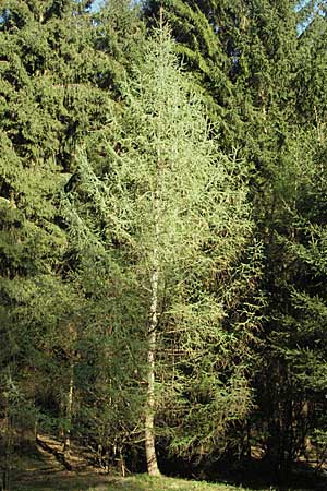 Larix decidua \ Europische Lrche / European Larch, D Odenwald, Oberabtsteinach 16.4.2007