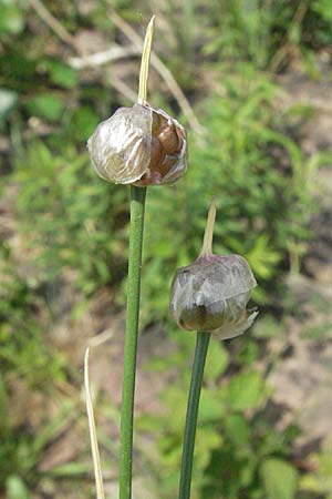 Allium vineale \ Weinberg-Lauch / Wild Onion, D Mannheim 25.5.2007
