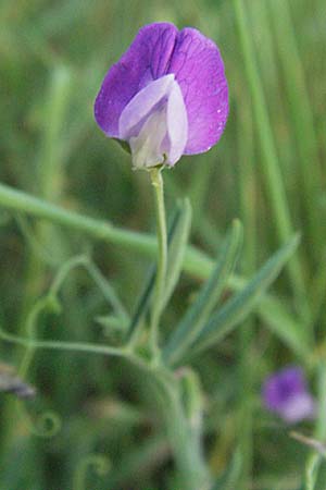 Lathyrus hirsutus \ Behaartfrchtige Platterbse, D Neuleiningen 12.6.2007