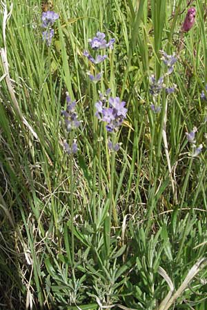 Lavandula angustifolia \ Echter Lavendel / Common Lavender, D Mannheim 28.6.2007