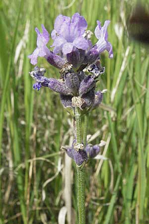 Lavandula angustifolia \ Echter Lavendel, D Mannheim 28.6.2007