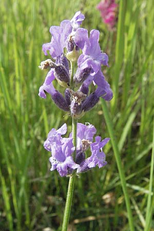 Lavandula angustifolia \ Echter Lavendel, D Mannheim 28.6.2007