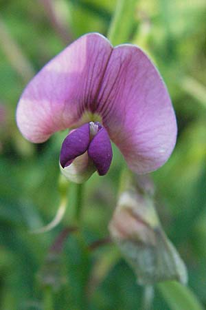 Lathyrus sylvestris \ Wald-Platterbse / Narrow-Leaved Flat Pea, D Germersheim-Lingenfeld 30.7.2007