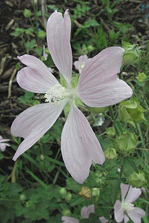 Malva thuringiaca / Thuringian Mallow, D Babenhausen 11.8.2007