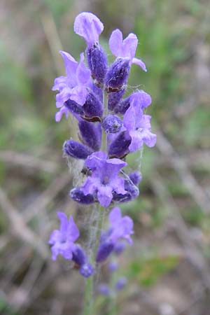 Lavandula angustifolia \ Echter Lavendel, D Mannheim 12.6.2008