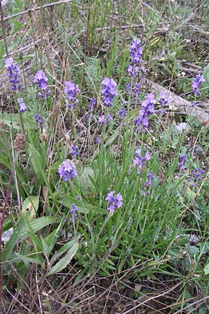 Lavandula angustifolia / Common Lavender, D Mannheim 12.6.2008