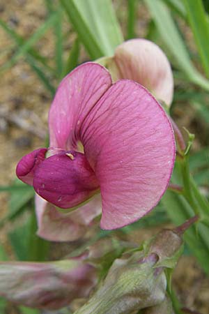 Lathyrus sylvestris \ Wald-Platterbse, D Sasbach am Kaiserstuhl 23.8.2008