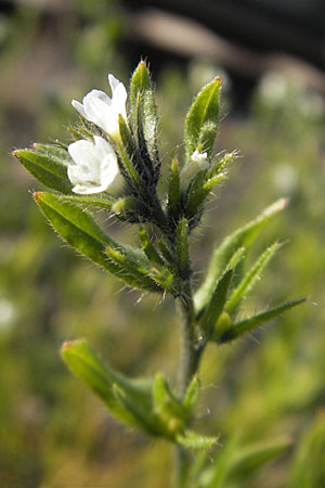 Buglossoides arvensis subsp. arvensis \ Acker-Steinsame, Acker-Rindszunge, D Mannheim 22.4.2010