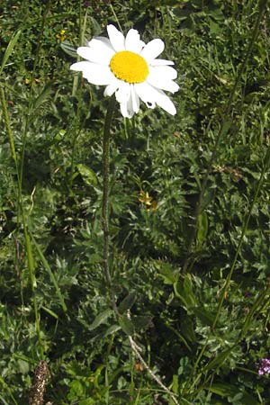 Leucanthemum adustum subsp. adustum / Western Mountain Ox-Eye Daisy, D Immenstadt 21.6.2011