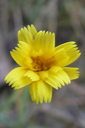 Leontodon saxatilis / Lesser Hawkbit, Hairy Hawkbit, D Hanhofen 20.10.2011