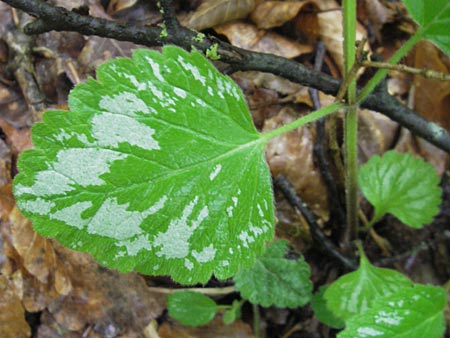 Lamium argentatum \ Silber-Goldnessel / Garden Yellow Archangel, D Neuburg an der Donau 6.5.2012