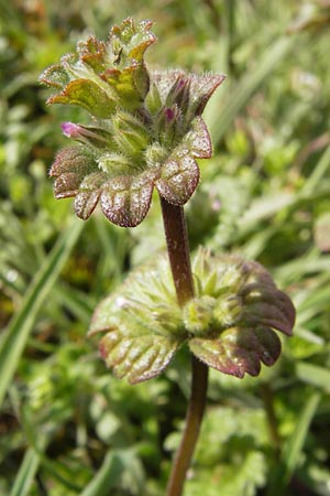 Lamium amplexicaule \ Stngelumfassende Taubnessel / Henbit Dead-Nettle, D Mannheim 13.4.2013