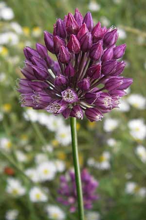 Allium rotundum \ Kugeliger Lauch / Sand Leek, D Mannheim 20.6.2013