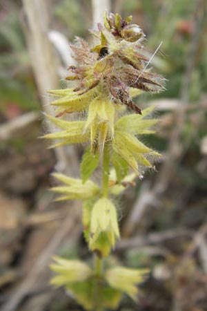 Stachys arvensis \ Acker-Ziest / Field Woundwort, D Gladenbach 17.8.2013