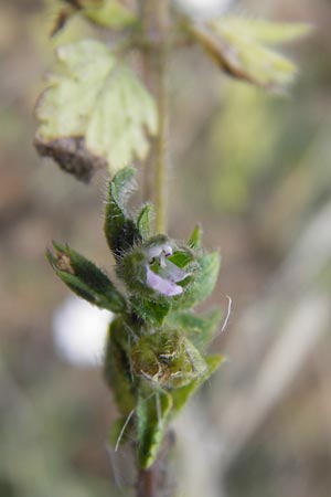 Stachys arvensis / Field Woundwort, D Gladenbach 17.8.2013