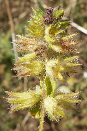 Stachys arvensis \ Acker-Ziest / Field Woundwort, D Gladenbach 17.8.2013