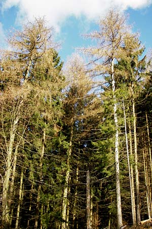 Larix decidua \ Europische Lrche / European Larch, D Odenwald, Löhrbach 23.2.2014