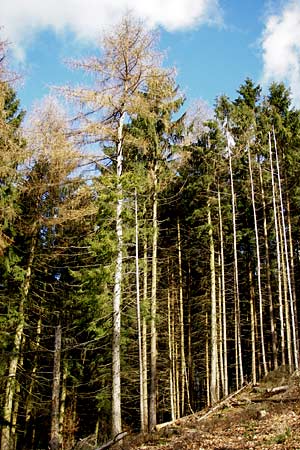 Larix decidua \ Europische Lrche / European Larch, D Odenwald, Löhrbach 23.2.2014