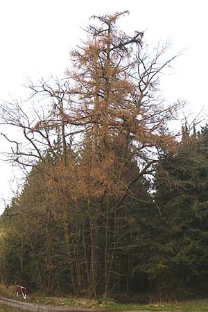 Larix kaempferi \ Japanische Lrche / Japanese Larch, D Warburg 28.3.2014