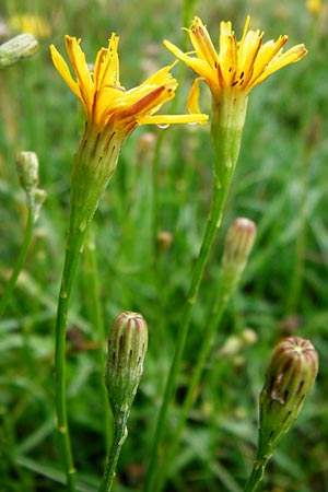 Leontodon autumnalis \ Herbst-Lwenzahn, D Odenwald, Brandau 30.7.2014