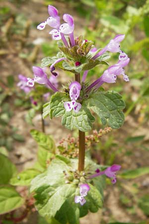 Lamium amplexicaule \ Stngelumfassende Taubnessel, D Mannheim 28.9.2014